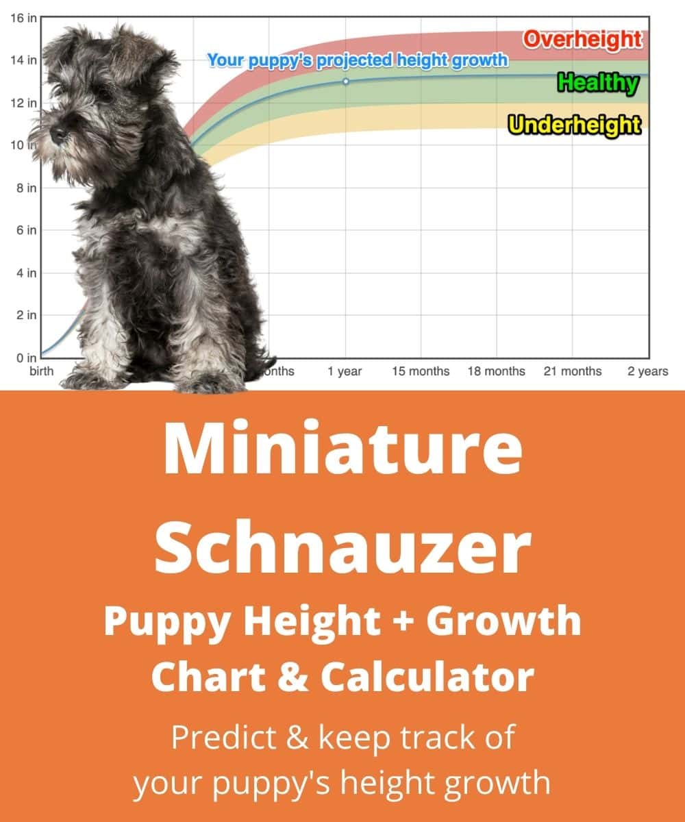 Miniature Schnauzer Height+Growth Chart How Tall Will My Miniature